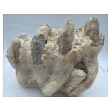 Mastodon molar's teeth with roots