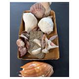 Large seashells