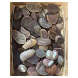Mazon Creek fossils
