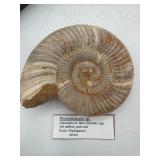 Ammonite fossil