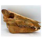Wild boar skull