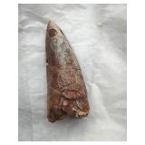 Rutiodon incisor Tooth