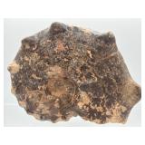 Fossilized ammonite