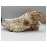 Fossilized animal skull