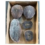Large Mazon Creek fossils