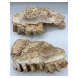 Fossilized partial mastodon jaws with teeth