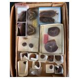 Mazon Creek Fossils
