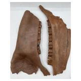 Fossilized horse jaws with teeth