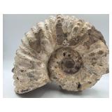 Large ammonite fossil