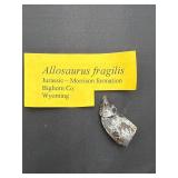 allosaurus fragilis tooth