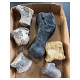 Specialized vertebrae and other bones