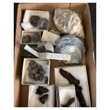 Fossils and teeth