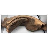 23' Fossilized wooly mammoth mandible
