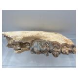 Fossilized Mastodon molars
