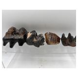 Fossil Gomphothere & mammoth teeth