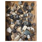 Fossils and shell fragments