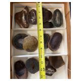Mazon creek fossils