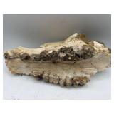 Fossilized animal jaw with molars teeth