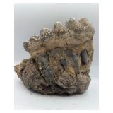 Fossilized mastodon jaw teeth with roots