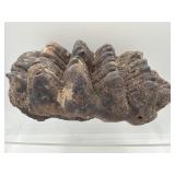 Fossilized mastodon molar teeth