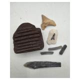 Shark teeth, fossils and more