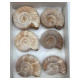 6 ammonite fossils