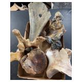 Fossilized bones