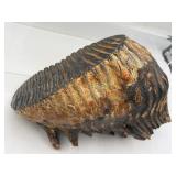 Fossilized mammoth molar