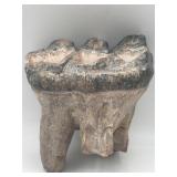 Fossilized mastodon molar with roots