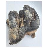 Gomphothere molar tooth fossil