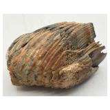 Fossilized partial molar