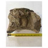 Vertebrae fossil