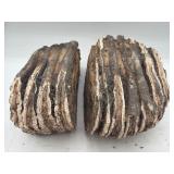 Fossilized woolly mammoth teeth
