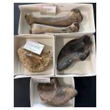 Alligator and dinosaur age reptile fossils