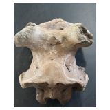 Fossilized partial skull
