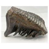 Fossilized mammoth molar