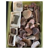 Mazon Creek Fossils & more