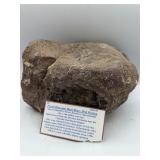 Fossil dinosaur backbone disc portion