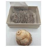 Mississippi Bryozoan & other fossil