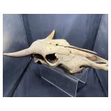 Mammal skull with horns and teeth