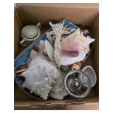 Huge seashell, starfish and ocean lot. 45-17