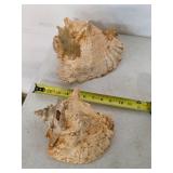 Large conch shells. 45-14