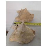 Large conch shells. 45-15