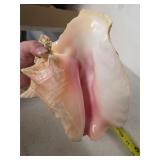 Large conch shell. 45-16
