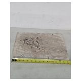 Fossil about 14.5in long by 11.5in tall. 25-33
