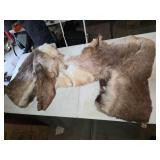 Back of a caribou hide. T22
