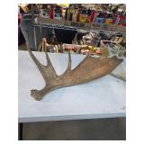 Moose antler. 3-2
