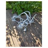 Antlers. D619