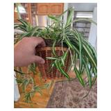 Artificial plant in a wicker basket. D-8