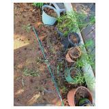 Iron planter chairs. D624